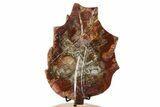 Polished Petrified Wood (Araucaria) Leaf with Stand - Madagascar #335214-1